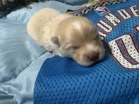 Valentino, a male Pomeranian for sale in Hercules, CA – 2 of 2