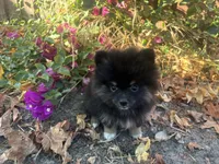 Prada, a female Pomeranian for sale in Hercules, CA – 3 of 4