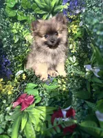 Skye, a female Pomeranian for sale in Hercules, CA – 2 of 7