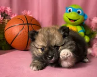 Armani, a male Pomeranian for sale in Hercules, CA – 1 of 8