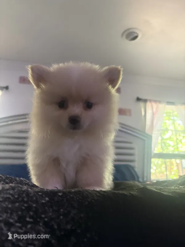 Valentino – Pomeranian puppy for sale in Hercules, CA
