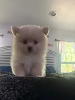 Valentino, a male Pomeranian for sale in Hercules, CA – 2 of 9
