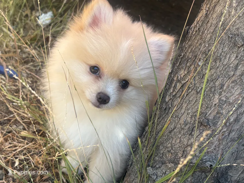 Valentino – Pomeranian puppy for sale in Hercules, CA