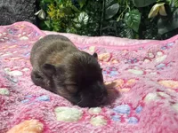 Stella, a female Pomeranian for sale in Hercules, CA – 2 of 3