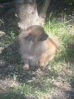 Skye, a female Pomeranian for sale in Hercules, CA – 4 of 7