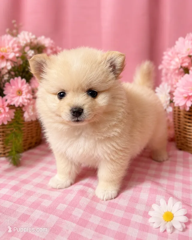 Valentino – Pomeranian puppy for sale in Hercules, CA