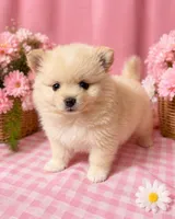 Valentino, a male Pomeranian for sale in Hercules, CA – 1 of 9