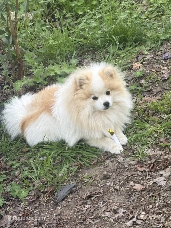 Chase – Pomeranian puppy for sale in Hercules, CA
