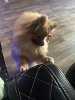 Skye, a female Pomeranian for sale in Hercules, CA – 6 of 7