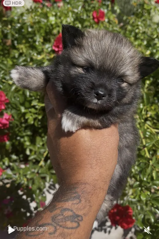 Armani – Pomeranian puppy for sale in Hercules, CA