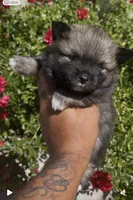 Armani, a male Pomeranian for sale in Hercules, CA – 5 of 8