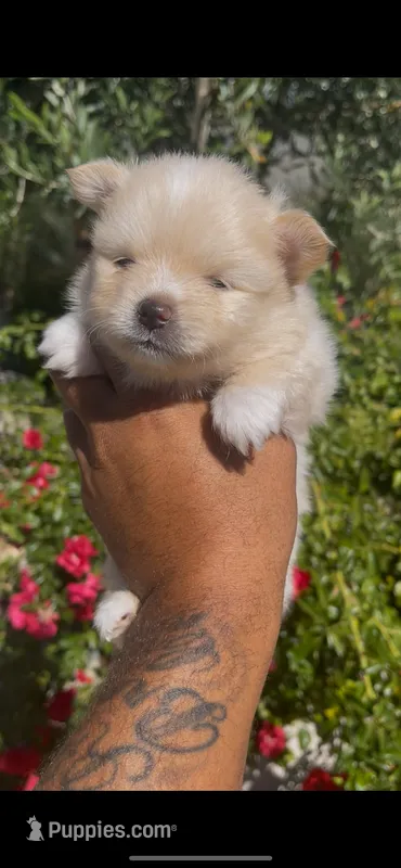 Valentino – Pomeranian puppy for sale in Hercules, CA