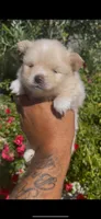 Valentino, a male Pomeranian for sale in Hercules, CA – 6 of 9