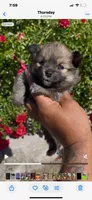 Stella, a female Pomeranian for sale in Hercules, CA – 3 of 9