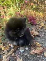 Prada, a female Pomeranian for sale in Hercules, CA – 4 of 4