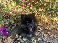 Prada, a female Pomeranian for sale in Hercules, CA – 1 of 4