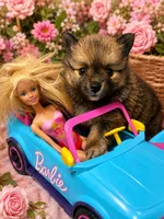 Stella, a female Pomeranian for sale in Hercules, CA – 4 of 9