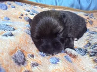 Armani, a male Pomeranian for sale in Hercules, CA – 2 of 2