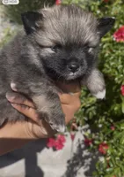 Armani, a male Pomeranian for sale in Hercules, CA – 6 of 8