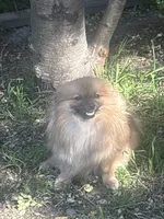 Skye, a female Pomeranian for sale in Hercules, CA – 5 of 7