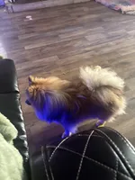 Skye, a female Pomeranian for sale in Hercules, CA – 7 of 7
