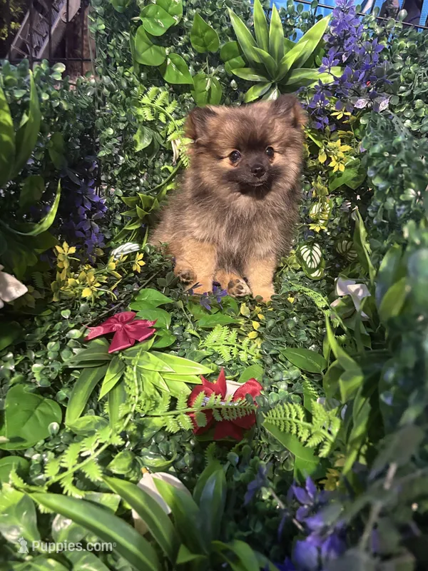 Skye – Pomeranian puppy for sale in Hercules, CA