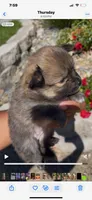 Stella, a female Pomeranian for sale in Hercules, CA – 6 of 9