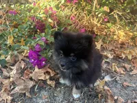 Prada, a female Pomeranian for sale in Hercules, CA – 2 of 4