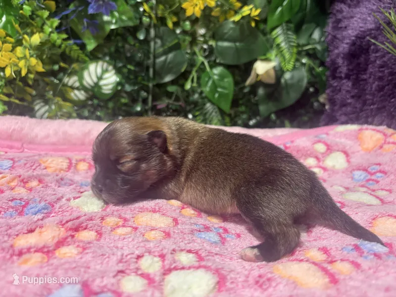 Stella – Pomeranian puppy for sale in Hercules, CA