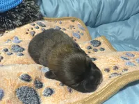 Armani, a male Pomeranian for sale in Hercules, CA – 1 of 2