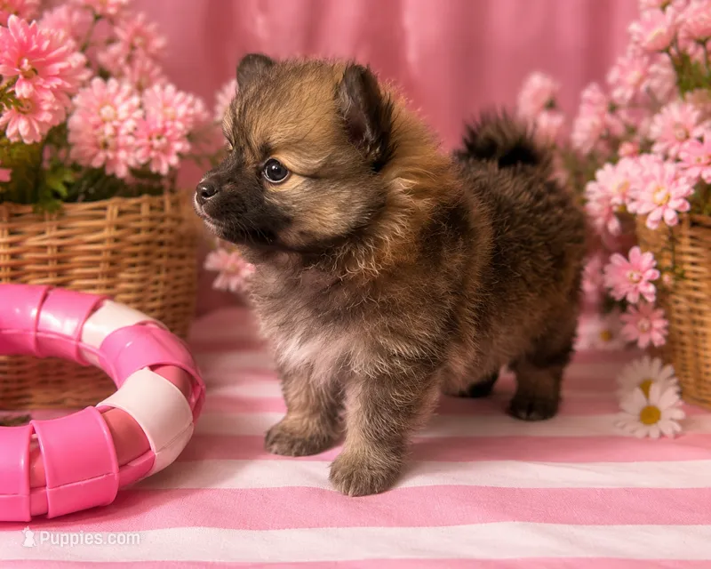 Stella – Pomeranian puppy for sale in Hercules, CA