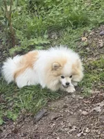 Chase, a male Pomeranian for sale in Hercules, CA – 3 of 4