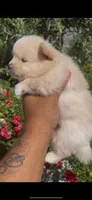 Valentino, a male Pomeranian for sale in Hercules, CA – 5 of 9