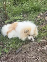 Chase, a male Pomeranian for sale in Hercules, CA – 2 of 4