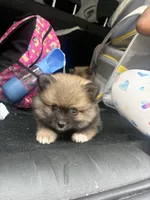 Armani, a male Pomeranian for sale in Hercules, CA – 4 of 8