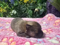 Stella, a female Pomeranian for sale in Hercules, CA – 3 of 3