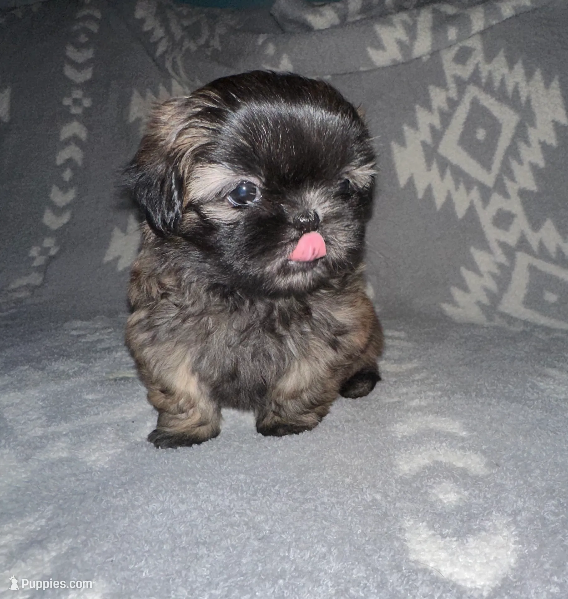 Buddy, a male Shih Tzu for sale in Seguin, TX – Photo 2 of 4