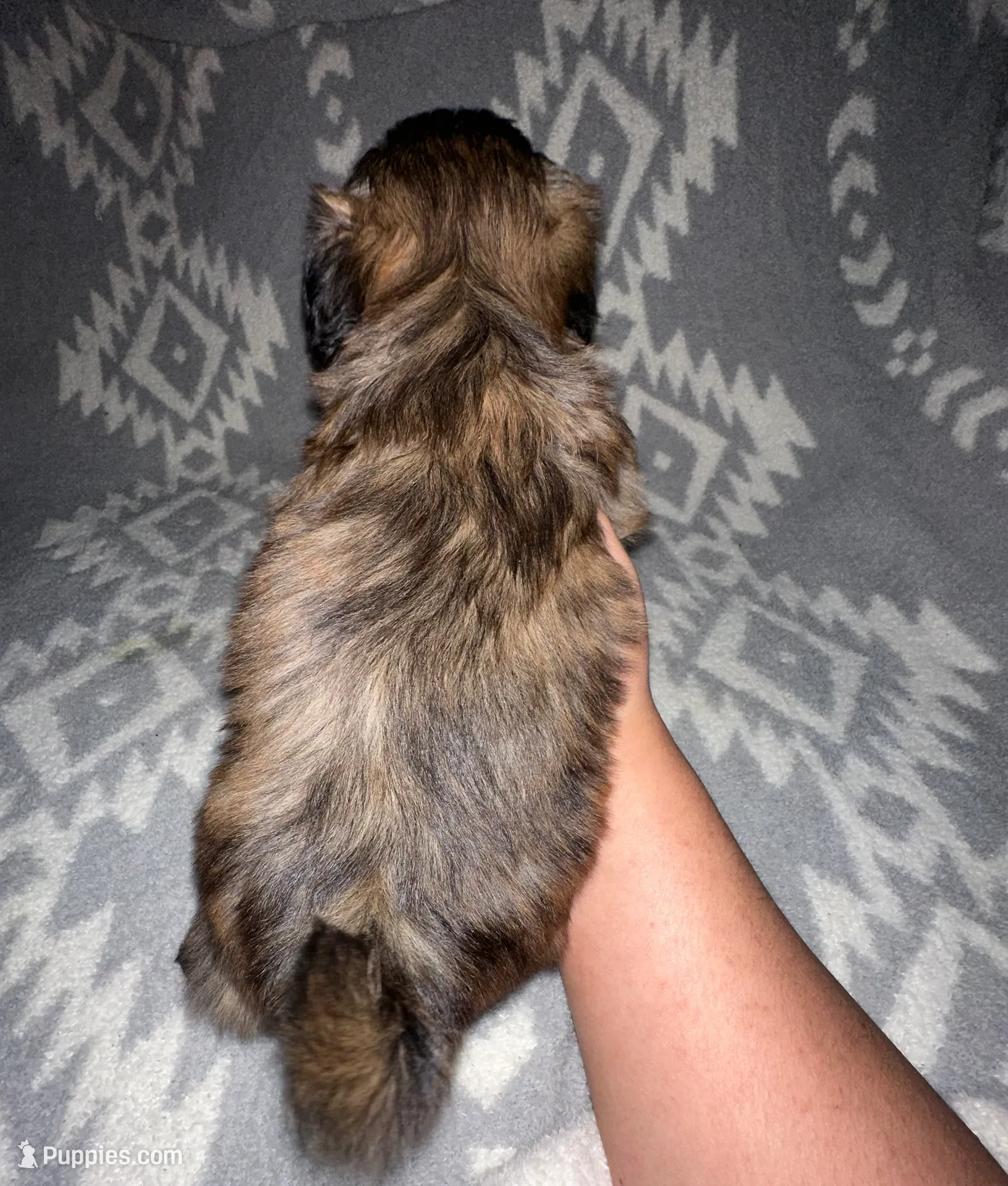 Buddy, a male Shih Tzu for sale in Seguin, TX – Photo 4 of 4