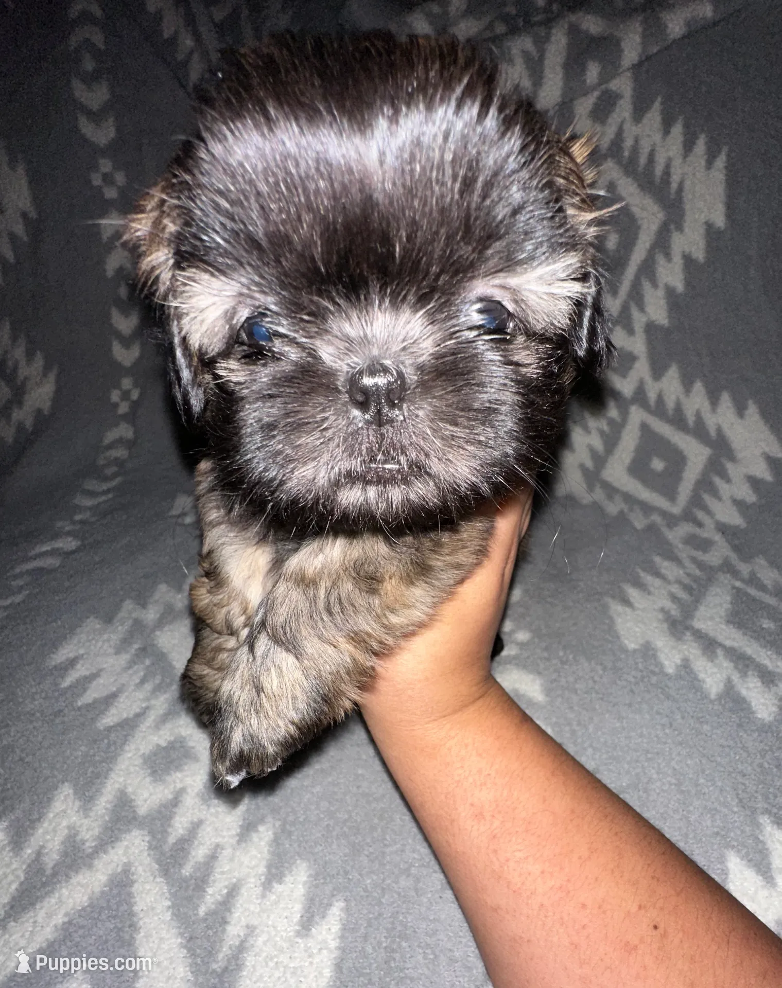 Buddy, a male Shih Tzu for sale in Seguin, TX – Photo 3 of 4