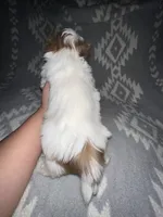 Thor, a male Shih Tzu for sale in Seguin, TX – Photo 4 of 4