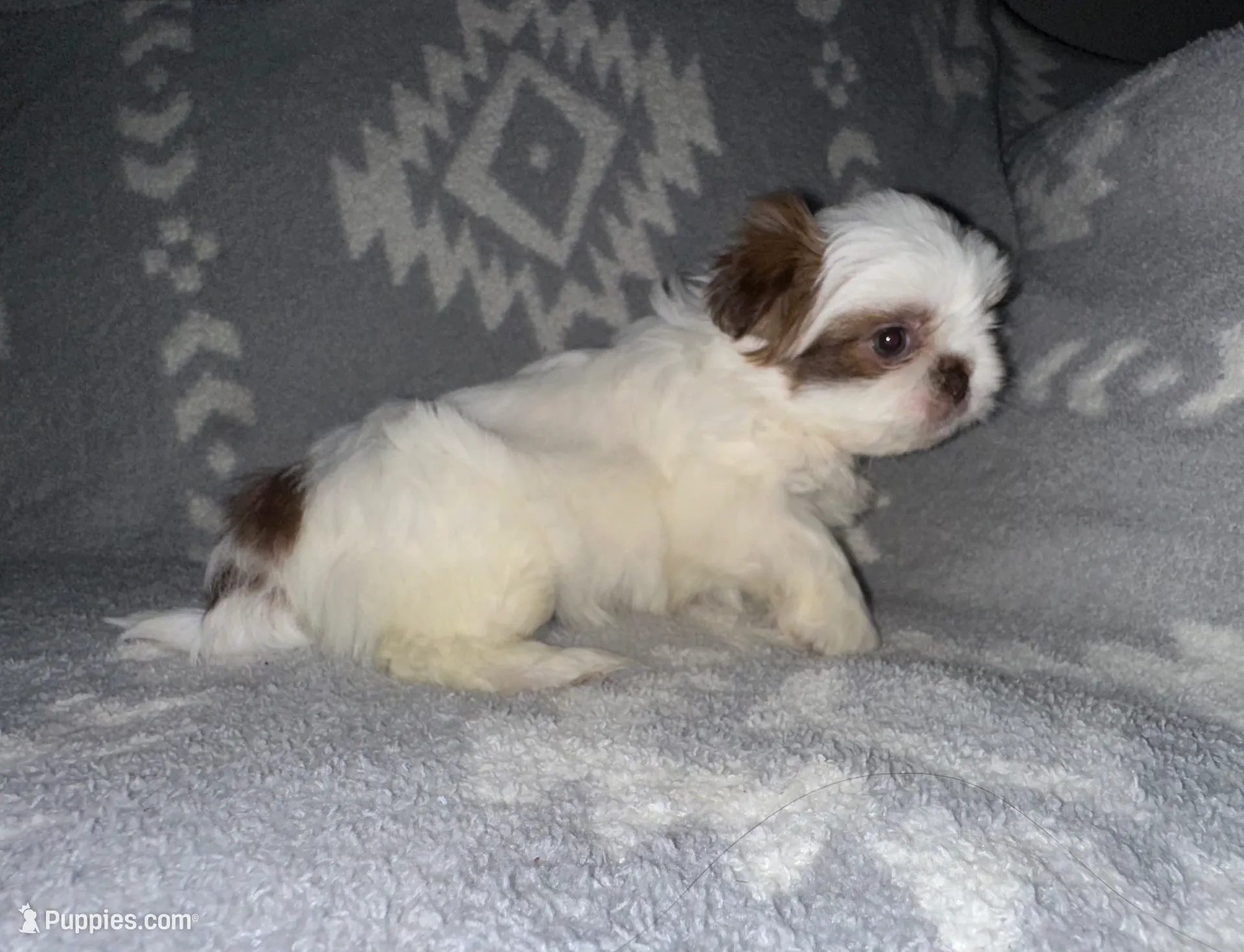 Thor, a male Shih Tzu for sale in Seguin, TX – Photo 2 of 4