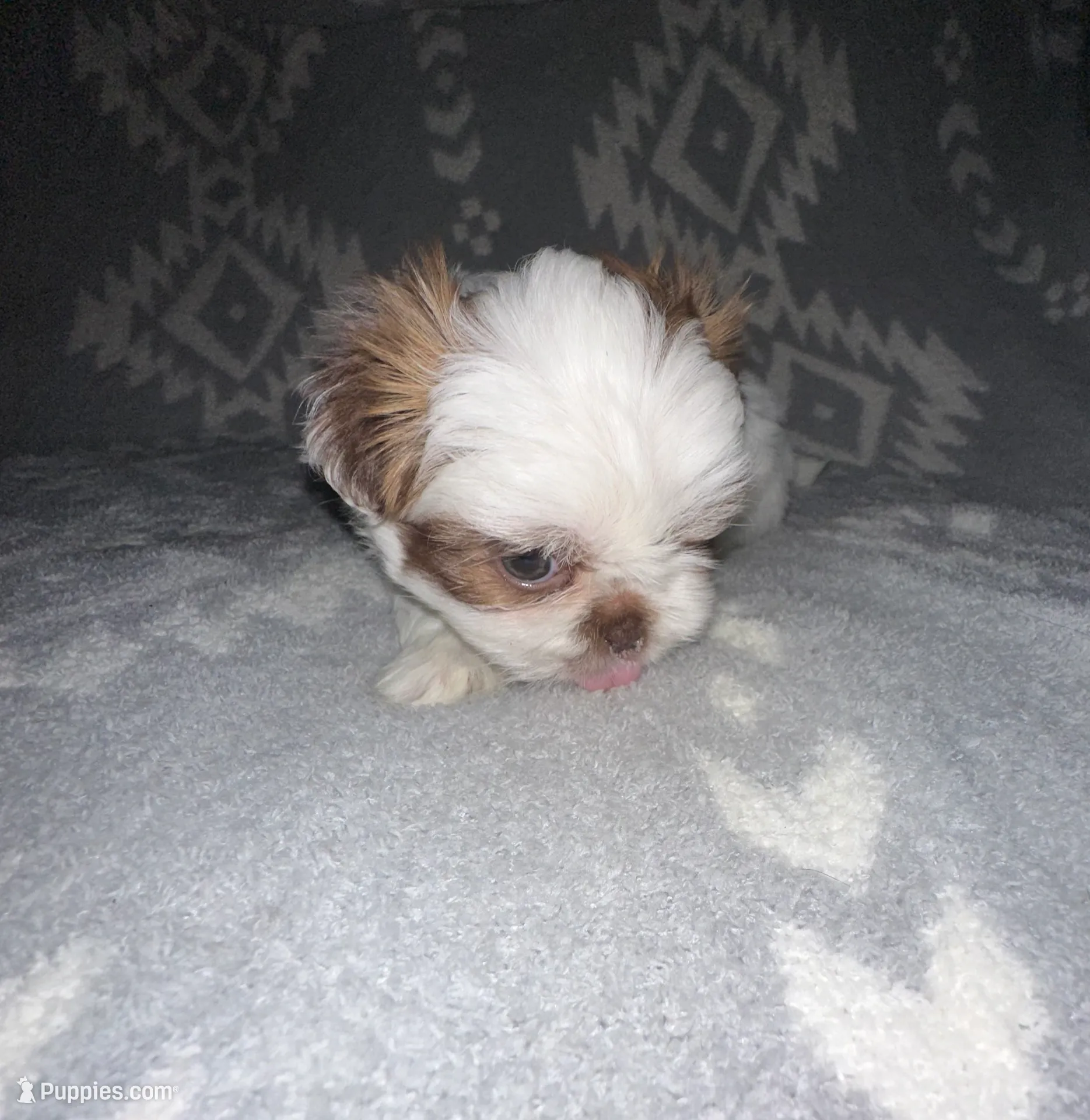 Thor, a male Shih Tzu for sale in Seguin, TX – Photo 3 of 4