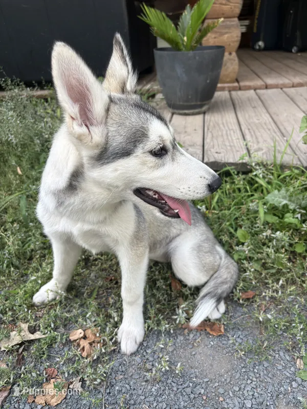 Bella  – Siberian Husky puppy for sale in Pine City, MN