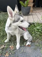 Bella , a female Siberian Husky for sale in Pine City, MN – 1 of 2