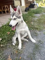 Bella , a female Siberian Husky for sale in Pine City, MN – 2 of 2