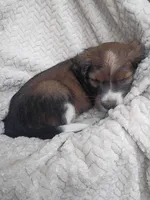 Iravid, a male Border Collie and Cocker Spaniel for sale in Mannsville, NY – 4 of 7