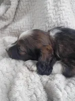 Izzie, a female Border Collie and Cocker Spaniel for sale in Mannsville, NY – 4 of 7