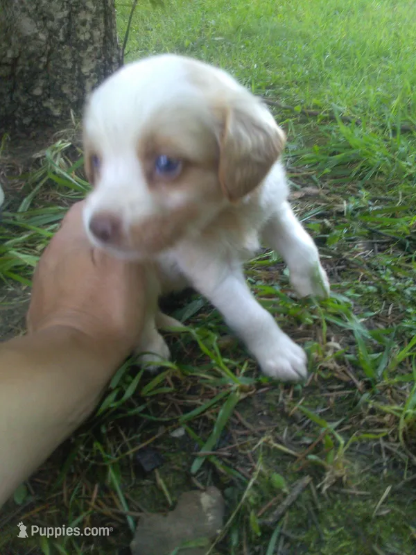 Hemi – Cocker Spaniel, Pomsky puppy for sale in Mannsville, NY