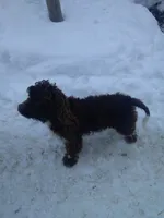 Ilow, a male Border Collie and Cocker Spaniel for sale in Mannsville, NY – 9 of 9