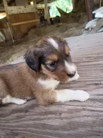 Ilow, a male Border Collie and Cocker Spaniel for sale in Mannsville, NY – 4 of 9